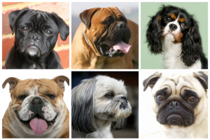why are there so many brachycephalic dog breeds