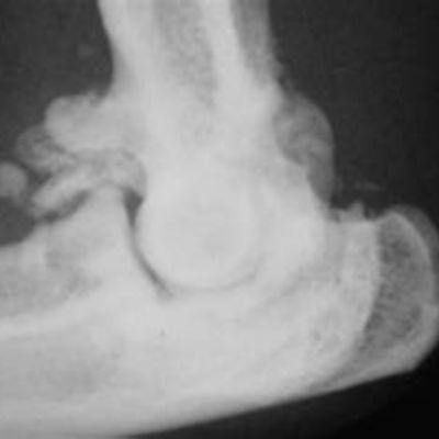 X-ray of a cat joint with osteoarthiris