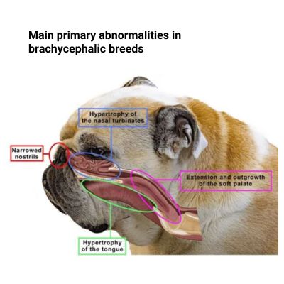 Main primary abnormalities in brachycephalic breeds