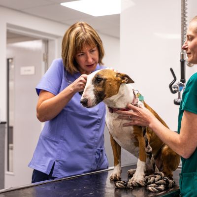 Small animal vet examining a dog