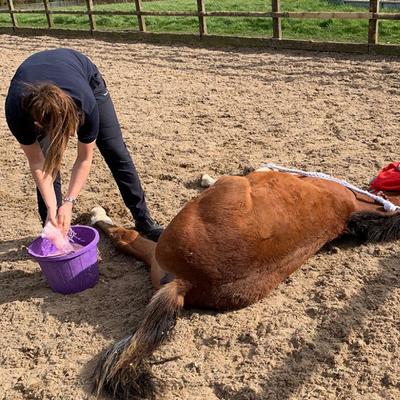 Horse being castrated on yard