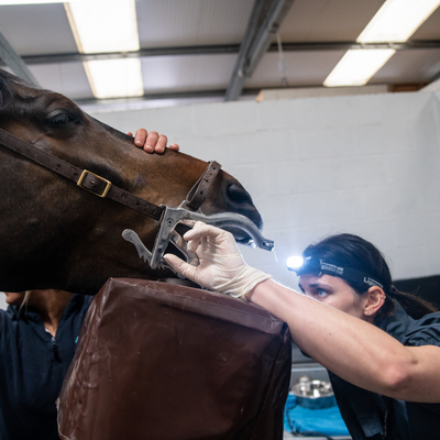 Equine dentist doing an examination