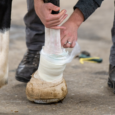 Horse with bandaged foot