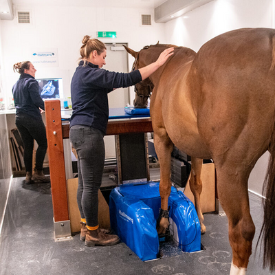 Horse in the MRI