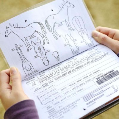 Horse passport