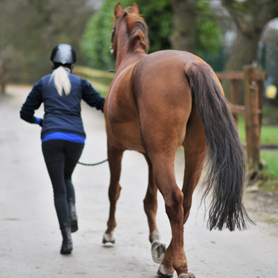 Horse being trotted up