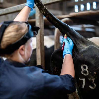 Sick cow examination & diagnostics