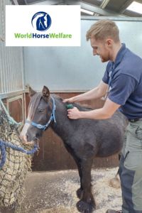 Vet Kai at World Horse Welfare