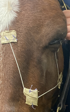 Horse with eye catheter