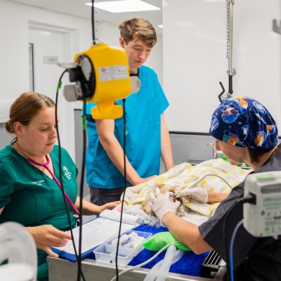 Small Animal Clinical Director dental on a dog