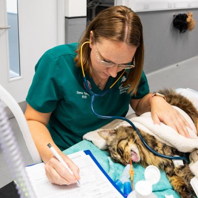 RVN looking after a cat under anaesthetic