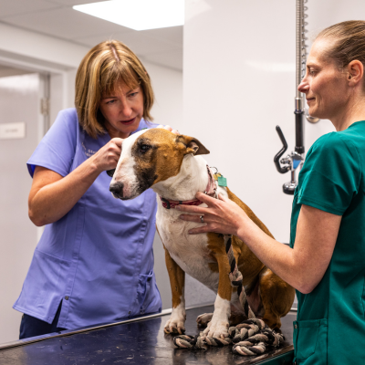 Small animal vet examining a dog