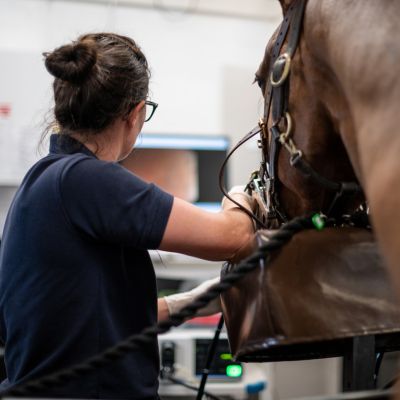 Horse having a gastroscopy