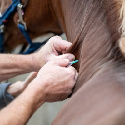 Horse getting a vaccination