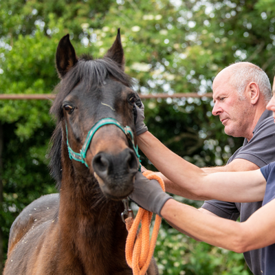 Horse getting an injection