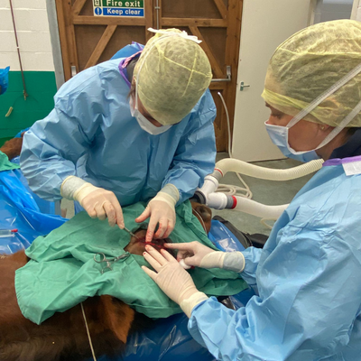 Equine surgeons at work