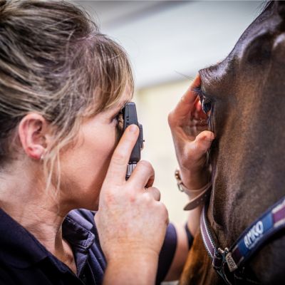 Equine vet doing an eye examination