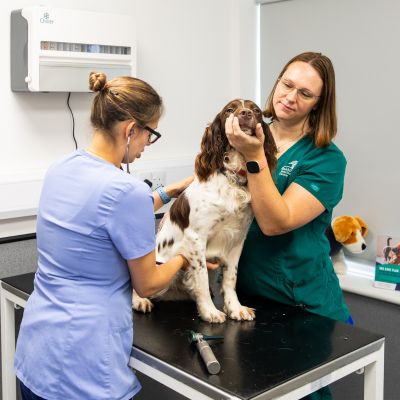 Small animal vet and nurse examining a dog