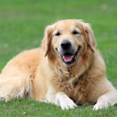 Golden Retriever