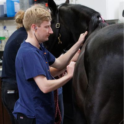 Horse having a reproduction examination