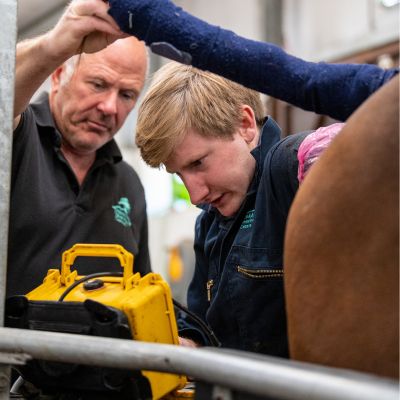 Horse having pregnancy scan